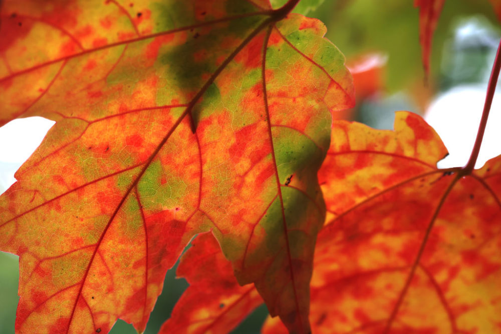 Hanover, NH - October 4: Leaves have started to change colors on Lake Sunapee. (Photo by Craig F. Walker/The Boston Globe via Getty Images)